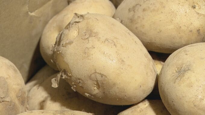 連日続く季節外れの暑さ… 野菜への影響は？｢暑さよりも雨が心配｣ “お買い得野菜”はどれ？市場で価格調査 愛知　|　名古屋・愛知・岐阜・三重のニュース【CBC news】 | CBC web