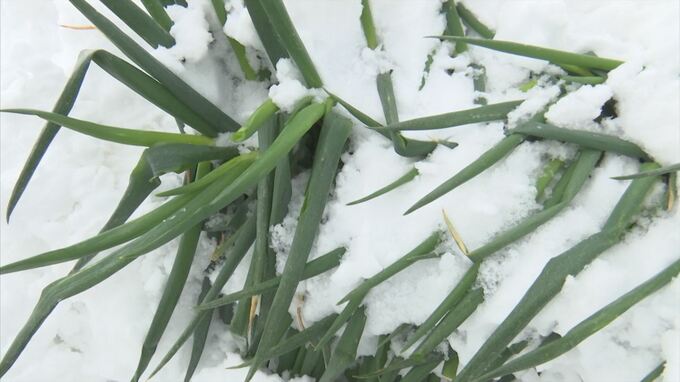 【大雪】農林業再建支援で1億円補正予算　鳥取県　|　BSSニュース | BSS山陰放送