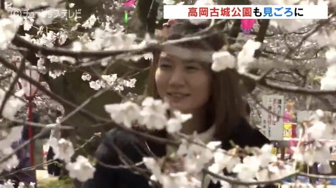 まずはコシノヒガンが見ごろに！日本さくらの名所100選「高岡古城公園」春の陽気に観光客続々と　|　富山のニュース｜天気・防災｜チューリップテレビ