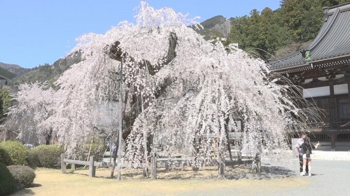 シダレザクラが満開　身延山久遠寺　勝沼25.9℃、甲府25.8℃で初の夏日　|　山梨のニュース | ＵＴＹテレビ山梨
