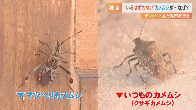 「いるはずのないカメムシ」がテレビに映っていた…研究者驚き　青リンゴの匂いがする？外来種「マツヘリカメムシ」とは　|　BSSニュース | BSS山陰放送