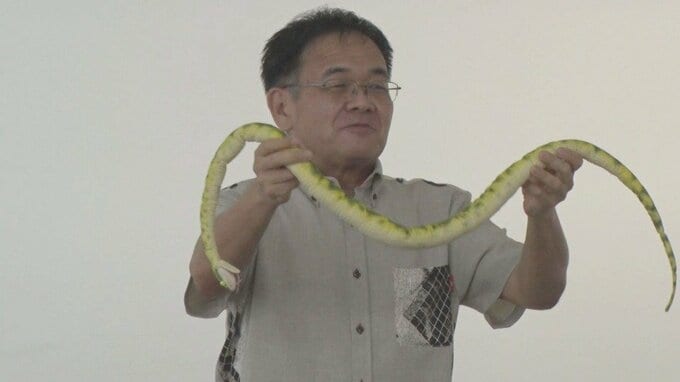 「ハブ捕獲」も警察官の仕事です ニョロニョロ逃げ回るヘビを恐る恐る捕獲 新人警察官が無毒の「アカマタ」を使って訓練 |TBS NEWS DIG