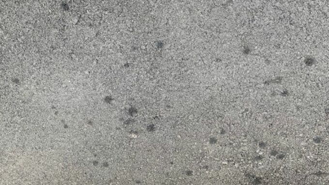 アスファルトに小さなシミを見つけたら「マルカメムシ！？」見覚えのある「小さいけれど臭い」カメムシ「その生態は？」【前編】|TBS NEWS DIG