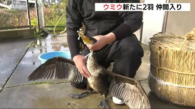 三次の鵜飼　ウミウ２羽が新たに仲間入り　鵜匠と訓練重ね２～３年後のデビュー目指す　広島・三次市|TBS NEWS DIG