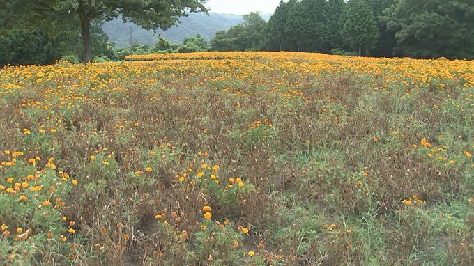 暑さで異変か　日本最大級フラワーパークで夏に人気…10万株「マリーゴールド」約３分の１が枯れてしまう　原因は高温多湿で誘発された「青枯病」　|　BSSニュース | BSS山陰放送