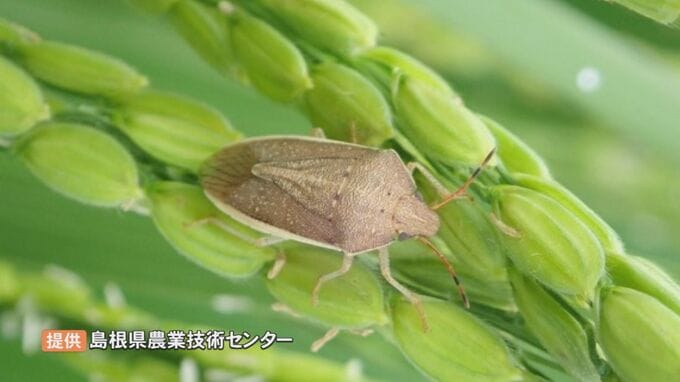 「カメムシ」大量発生で農業被害深刻「災害級」　米の収穫量8割減の農家も…悲鳴　町長が異例の支援要請　|　BSSニュース | BSS山陰放送