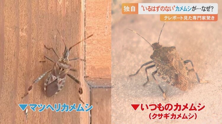 いるはずのないカメムシ」がテレビに映っていた…研究者驚き 青リンゴの