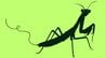 【ハリガネムシの謎】寄生されたカマキリは催眠術にかかったように水場へ…成虫は30センチを超えることもある【画像閲覧注意】　|　岡山・香川のニュース | 天気 | RSK山陽放送