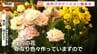 酒田でフラワーショー！庄内産のダリアやトルコギキョウなど、色鮮やかな花が集まる！（山形）　|　山形のニュース│TUYテレビユー山形