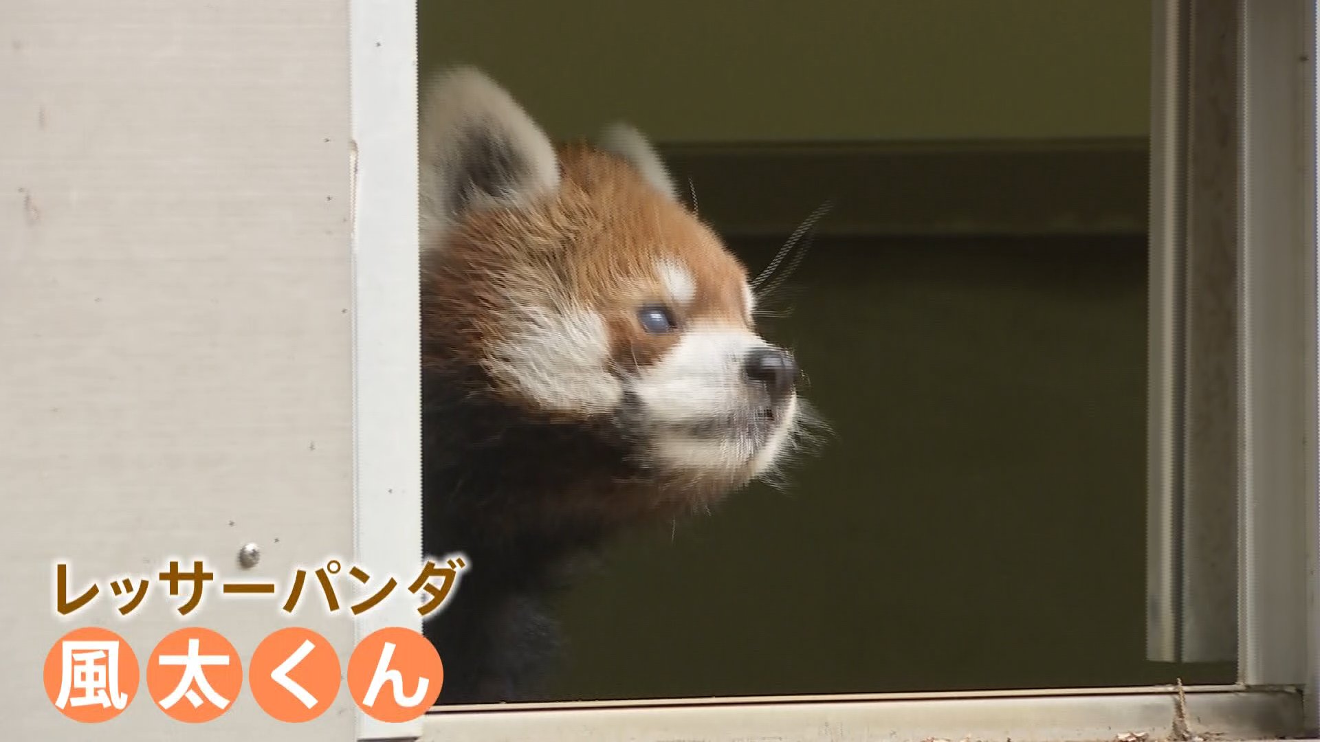 祝！レッサーパンダ風太くん20歳 人間でいえば80歳超えも“軽やかな