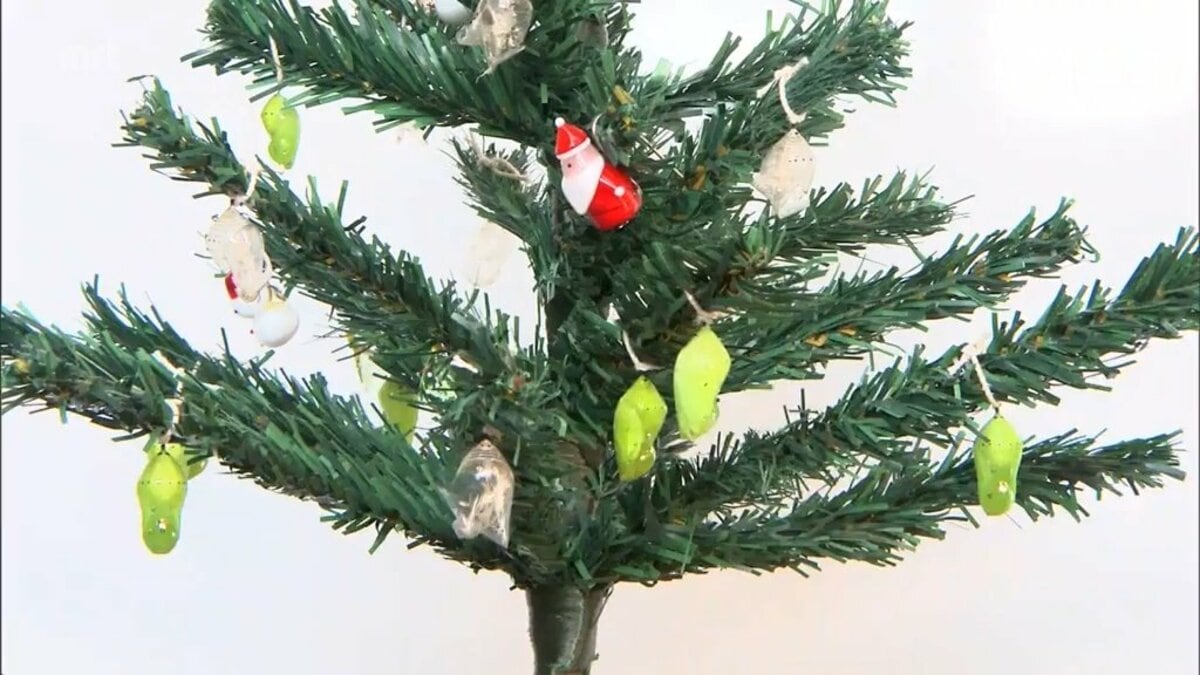 ツリー彩る飾りは体長3センチの生き物 鮮やかな緑と金色は旅するチョウ