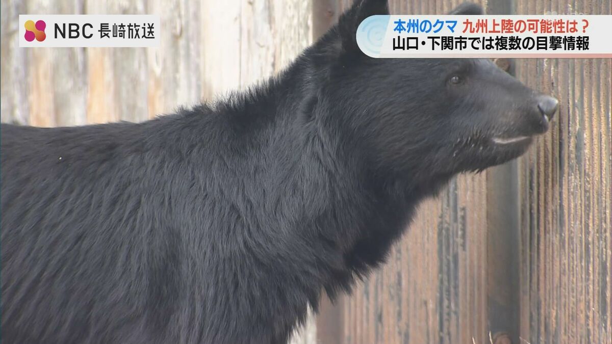 クマ】絶滅宣言の九州に再上陸は？山口県では目撃情報！650mの関門