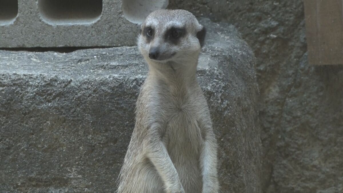「世界ミーアキャットの日」で特別ガイド　沖縄こどもの国
