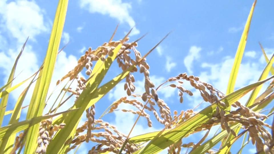 那覇市 低所得者対象の「おこめ券」など物価高対策の補正予算案可決