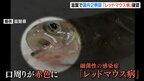 “口の周りが赤く変色”養殖場のイワナに「レッドマウス病」確認…約３４万匹を殺処分　滋賀・米原市|TBS NEWS DIG