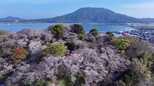 桜便り　可也山と海を望む小高い山に500本のソメイヨシノが咲き誇る加布里公園|TBS NEWS DIG