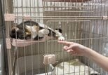 「過酷な状況下で猫たちの命を…深く感謝」イオンモール熊本からネコ25匹を無事救出　広島県の店舗に移動完了　外傷なく落ち着いた様子　熊本地震　|　RCC NEWS | 広島ニュース | RCC中国放送