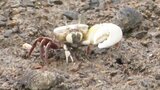 大きなハサミで何を招く?干潟に住む『ユニークなカニ』 30万匹が生息する群生地で“期間限定”の光景 | 熊本のニュース|RKK NEWS|RKK熊本放送