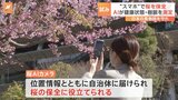 スマホで桜の健康状態を診断　キリンビールが「桜AIカメラ」発表　桜を守る新たな試み|TBS NEWS DIG