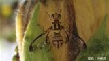 ウリ科の害虫「セグロウリミバエ」初確認 鹿児島・徳之島 | 鹿児島のニュース|MBC NEWS|南日本放送