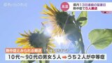 富山は13日連続の猛暑日 富山市秋ケ島で37.7℃ 夏の日差しのもとヒマワリの花が満開|TBS NEWS DIG