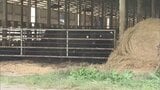 【速報・追記あり】「牛に頭突きされた」牛舎で顔から血を流し倒れている男性を発見 病院搬送も容体が急変して死亡確認 暴れた牛に巻き込まれたか… 青森県つがる【現場画像追加】 | 青森のニュース│ATV NEWS│青森テレビ
