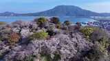 桜便り 可也山と海を望む小高い山に500本のソメイヨシノが咲き誇る加布里公園|TBS NEWS DIG