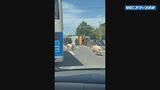 豚10頭が国道で逃げる　トラックと軽乗用車が接触する事故　トラック横転で荷台の豚が…　鹿児島・南さつま市|TBS NEWS DIG