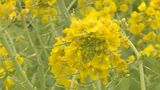春先取り“菜の花”が見ごろに 地域のにぎわいにつなげようと地元の人が毎年種まき|TBS NEWS DIG