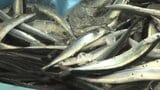 釜石市魚市場に今季初のサンマ水揚げ 去年の約4倍のおよそ26トン 岩手|TBS NEWS DIG