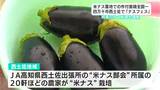 米ナスの作付面積は“全国一” 高知・四万十市西土佐で「ナスフェス」特産のナスを堪能!【高知】 | 高知のニュース・天気|KUTV NEWS | KUTVテレビ高知