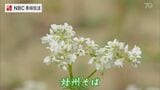 対馬の在来種「対州そば」白い花が見頃に | 長崎のニュース | 天気 | NBC長崎放送