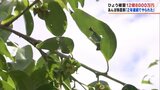 「2年連続でやられた」ひょうで畑全滅も あんぽ柿農家は悲鳴 | 福島のニュース│TUF