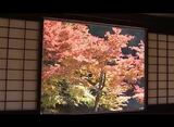名物 障子窓越しに広がる紅葉も見ごろに 古刹霊松寺の境内染めるイチョウやカエデ、ドウダンツツジ 秋晴れの青空バックに赤や黄色の競演|TBS NEWS DIG