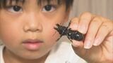 小学1年生が「絶滅危惧」珍しい昆虫発見 砂場にいるはずが…住宅街の玄関前で捕まえる|TBS NEWS DIG