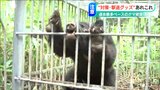 「イチオシはクマ撃退スプレー」クマの目撃情報、被害は過去最多のペース『熊撃退グッズ』が人気に|TBS NEWS DIG