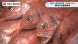 22年は約21億円…中国の水産物輸入禁止「冷静な対応と早期再開を」水産関係者の不安広がる【福島第一原発処理水 海洋放出】 | 長崎のニュース | 天気 | NBC長崎放送