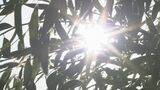 【北陸地方の3ヵ月予報】 太平洋高気圧とチベット高気圧はこの夏も張り出しは強く高温に 熱中症対策を万全に|TBS NEWS DIG