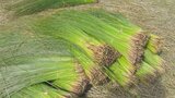 夏の青い香り 梅雨明けの風物詩「ビーグ」の収穫が最盛期 うるま市 | 沖縄のニュース|RBC 琉球放送