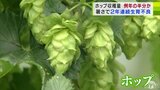 青森県田子町でホップの収穫最盛期も…　猛暑で生育不良となって収穫量は例年の半分ほどになる見込み　|　青森のニュース│ATV NEWS│青森テレビ