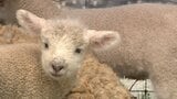 「最近生まれた子です」ドイツの森は動物たちのベビーラッシュでにぎやかな春 ヒツジの赤ちゃんはふわふわ【岡山】 | 岡山・香川のニュース | 天気 | RSK山陽放送
