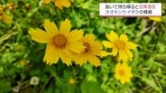 「勝手に抜いて持ち帰ると法律違反」見た目はかわいい最高300万円罰金の特定外来生物「オオキンケイギク」の脅威　|　MRTニュース ｜ ＭＲＴ宮崎放送