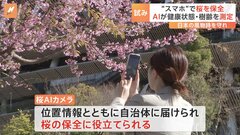 スマホで桜の健康状態を診断　キリンビールが「桜AIカメラ」発表　桜を守る新たな試み| TBS CROSS DIG with Bloomberg
