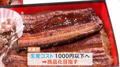 “人の手”でウナギが安くなる？コストは1尾1800円！水産庁が「土用の丑の日」前に人工種苗のウナギ公開| TBS CROSS DIG with Bloomberg