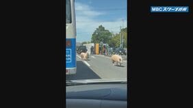 豚10頭が国道で逃げる　トラックと軽乗用車が接触する事故　トラック横転で荷台の豚が…　鹿児島・南さつま市|TBS NEWS DIG