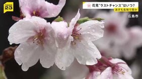 各地で“花散らしの雨”…見ごろを迎えた桜の名所では「桜より酒」　1日も全国的に雨の予報…“花見のラストチャンス”は？【news23】|TBS NEWS DIG