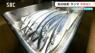 秋の味覚「サンマ」去年は豊漁も…今年は?【くらピタ!】水揚げ量が少なく価格が高い?「身にはうまみがたっぷり」この先どうなる?関係者も消費者も注目! | SBC NEWS | 長野のニュース | SBC信越放送