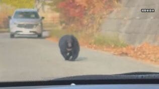 クマの目撃相次ぐ秋田市 影響は経済にも…商店街には客が激減「忘年会の問い合わせすらない まるでコロナ禍」|TBS NEWS DIG