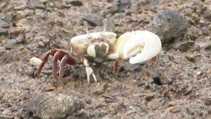 大きなハサミで何を招く？干潟に住む『ユニークなカニ』 30万匹が生息