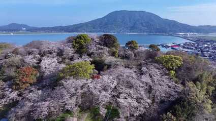 桜便り 可也山と海を望む小高い山に500本のソメイヨシノが咲き誇る